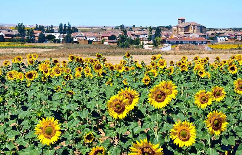 Padilla de Abajo, Burgos